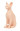 Naked Cat